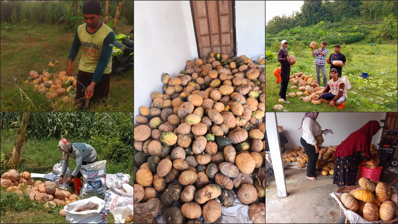 Ansor Ranting Kedungbunder Sukses Kelola Ladang Labu