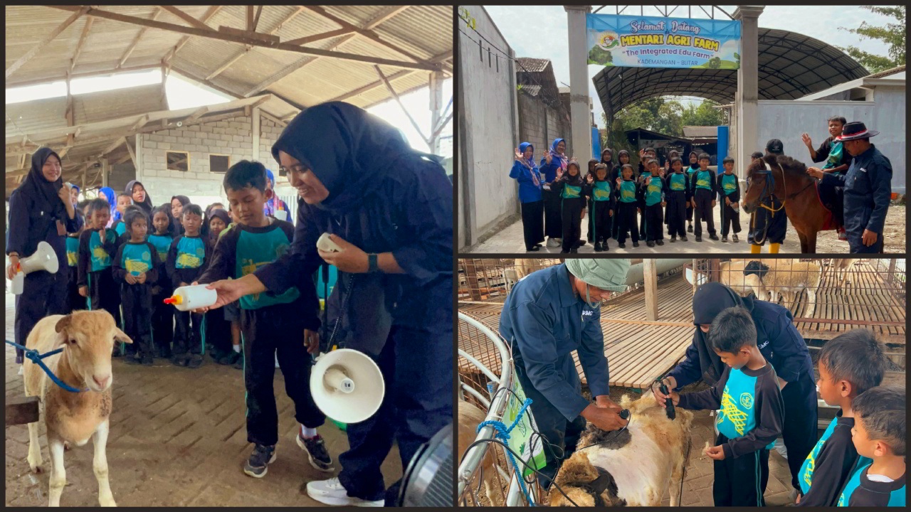 Serunya Belajar Peternakan Domba di Mentari Agri Farm Kademangan Blitar